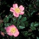 Rosa serafinii फूल