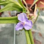 Tradescantia virginiana Kukka