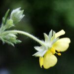 Potentilla × collina Flower