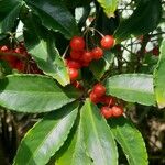 Ardisia crenata Gyümölcs