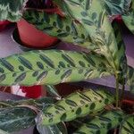 Calathea lancifolia Hoja