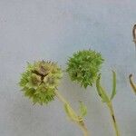 Valerianella discoidea Flower