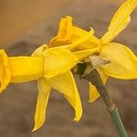 Narcissus jonquilla फूल