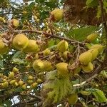 Paulownia tomentosaFruit