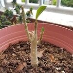 Adenium obesumപുഷ്പം