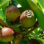 Clusia minor Fruto