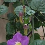Asystasia gangetica Blomst