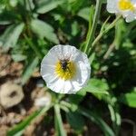 Ranunculus amplexicaulis Flower