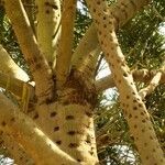 Euphorbia aphylla Corteza
