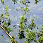 Myriophyllum verticillatum Хабит