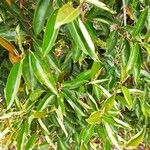 Miconia ligustroides Hoja
