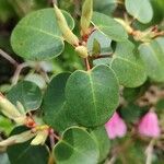 Rhododendron williamsianum Leaf