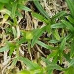 Cerastium julicum পাতা
