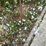 Scilla siberica Natur