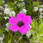 Geranium psilostemon Blomma