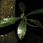 Kutchubaea insignis Leaf