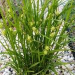 Carex grayiഇല