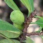 Ficus cyathistipula Frucht