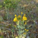 Blackstonia perfoliata ফুল