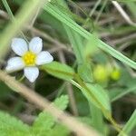 Linum catharticum Leaf