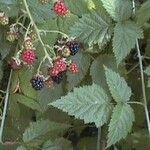 Rubus ursinus 果實