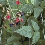 Rubus ursinus Fruit