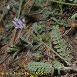 Astragalus stella Other