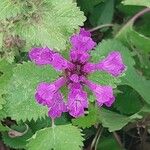 Betonica macrantha Flower