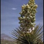 Yucca brevifolia Květ