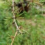 Larix laricina List