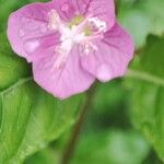 Oenothera roseaFleur