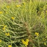 Tanacetum annuum Leaf