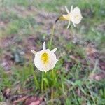 Narcissus bulbocodium Lorea