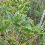 Osmanthus fragransList