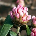 Rhododendron fulvum Blüte