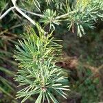 Larix laricina List