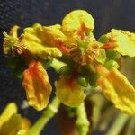 Tetrapterys discolor Frugt