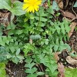 Aposeris foetida Folha