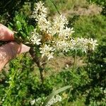 Bursaria spinosa Fleur