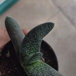 Gasteria carinata Leaf