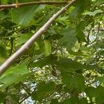 Vitis rotundifolia Rusca