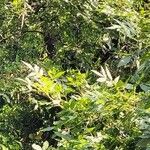 Fraxinus angustifolia পাতা