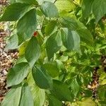 Lonicera maackii Blad