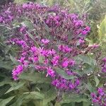 Vernonia baldwiniiFlower