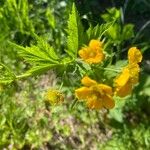 Geum macrophyllum花