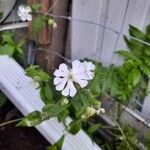 Silene latifoliaFlower