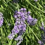 Lavandula × intermedia Blomst