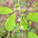 Erythroxylum coca برگ