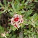 Eriogonum heracleoides Цветок