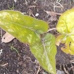 Solanum betaceum Leaf